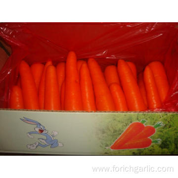 Sizes150-200g Fresh Carrot In Carton